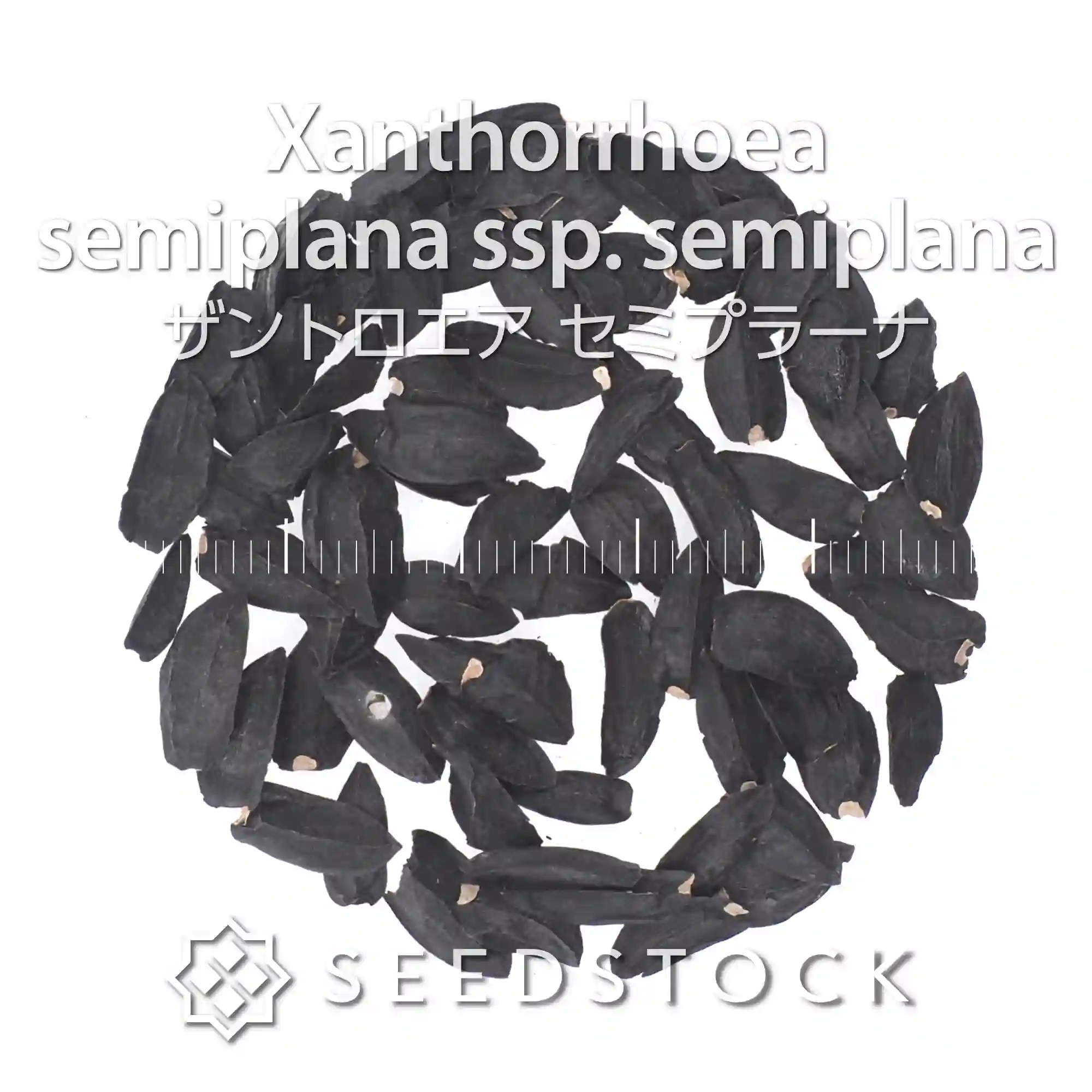 [種子] ザントロエア セミプラーナ Xanthorrhoea semiplana ssp. semiplana