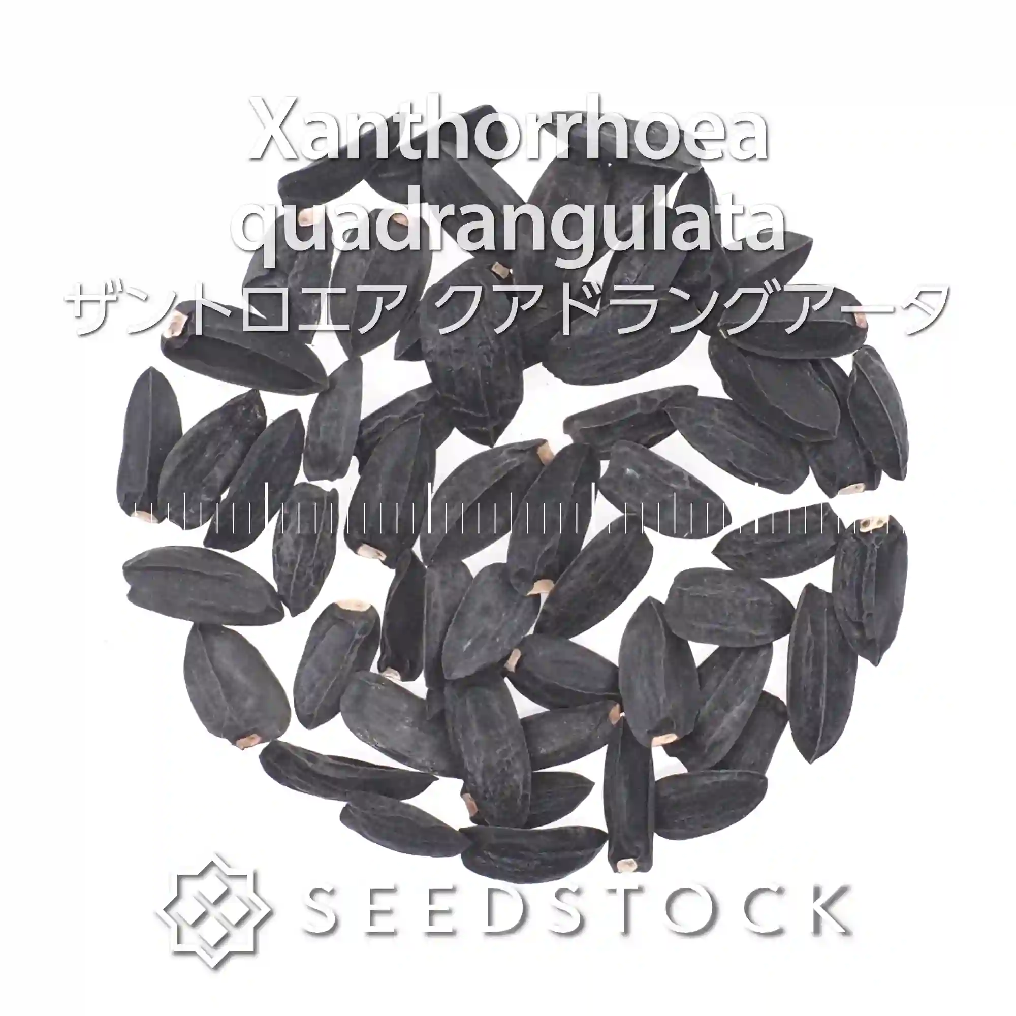 [種子] ザントロエア クアドラングアータ Xanthorrhoea quadrangulata
