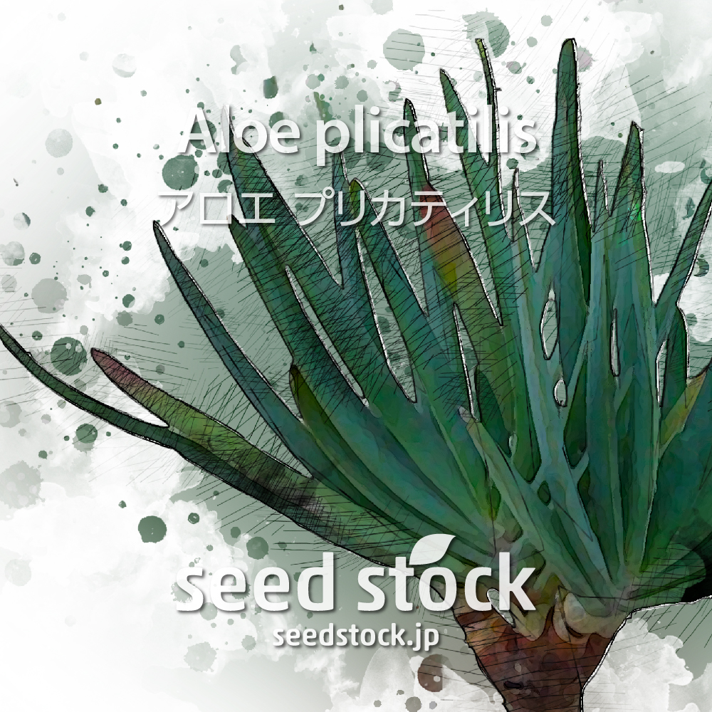 種子 アロエ プリカティリス Aloe Plicatilis Seed Stock