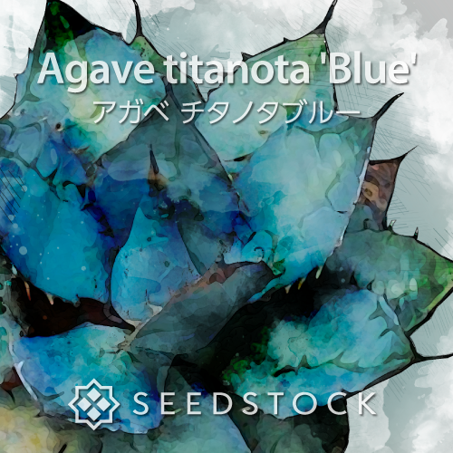種子] アガベ チタノタブルー Agave titanota 'Blue'の商品情報