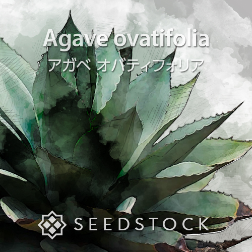 アガベ モンタナ 種子 1,000粒+α Agave Montana seeds