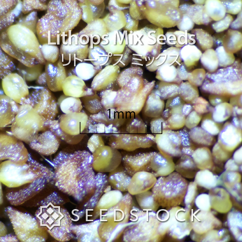 バラ販売OK)リトープス種子セット　C350～C397 各15粒ずつセット