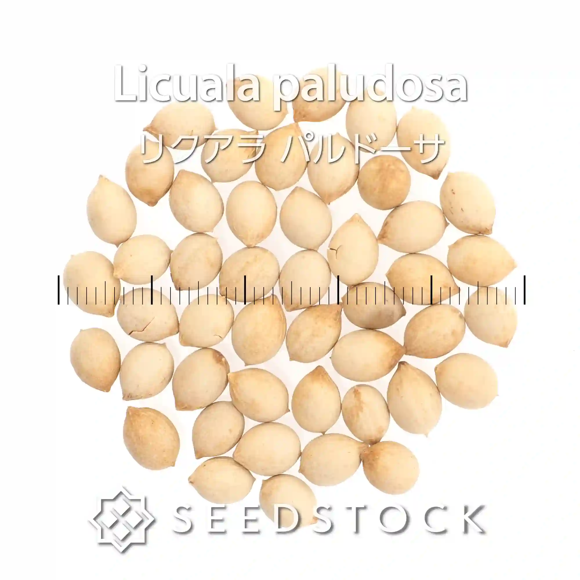 [種子]リクアラ パルドーサ Licuala paludosa