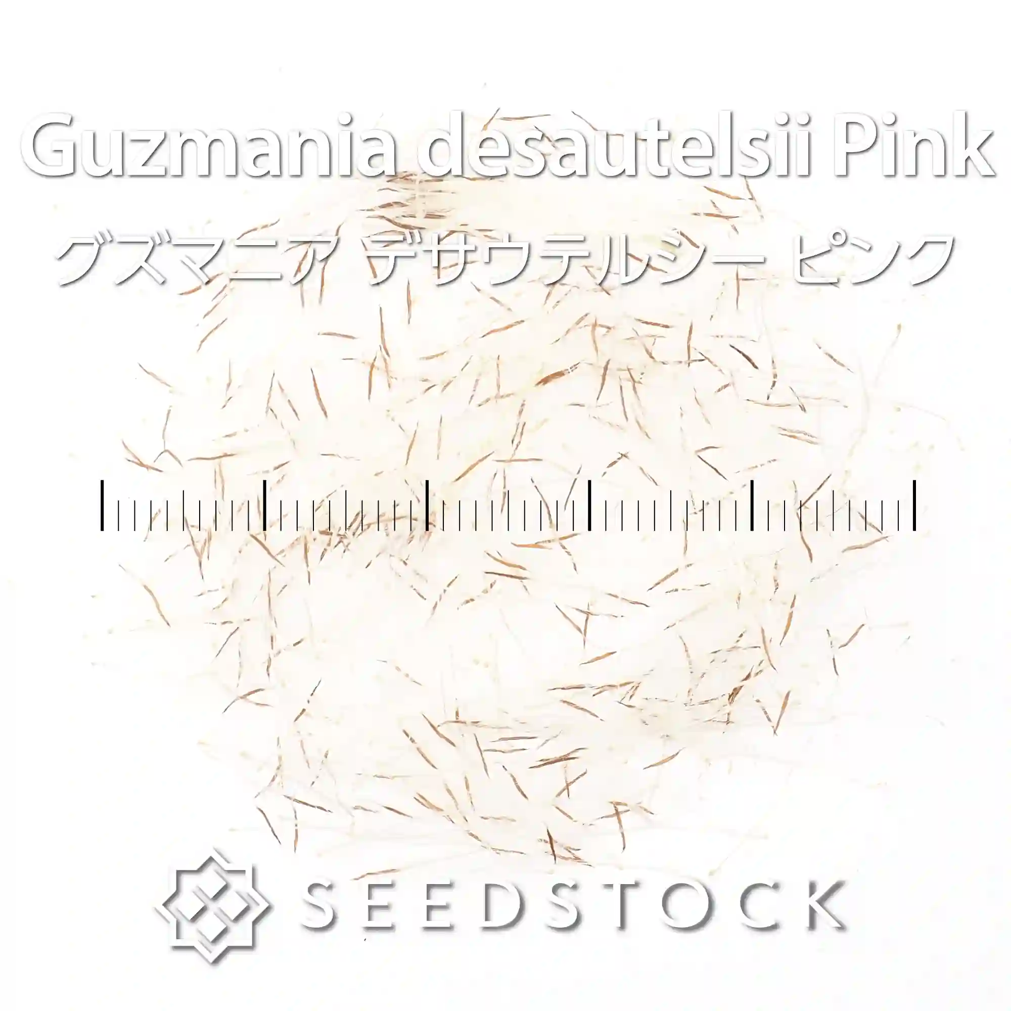 [種子] グズマニア デサウテルシー ピンク Guzmania desautelsii  Pink