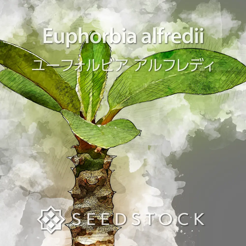 [種子] ユーフォルビア アルフレディー Euphorbia alfredii