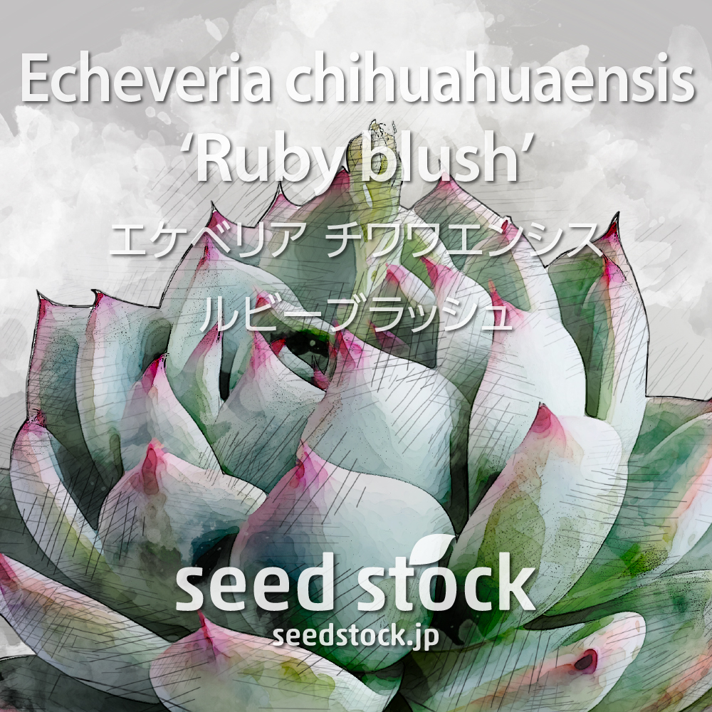種子] エケベリア チワワエンシス ルビーブラッシュ Echeveria 