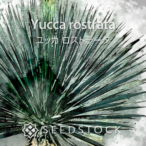 約50㎝幹高1. ユッカ ロストラータ yucca rostrata