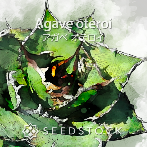 種子] アガベ オテロイ Agave oteroiの商品情報 - SEEDSTOCK