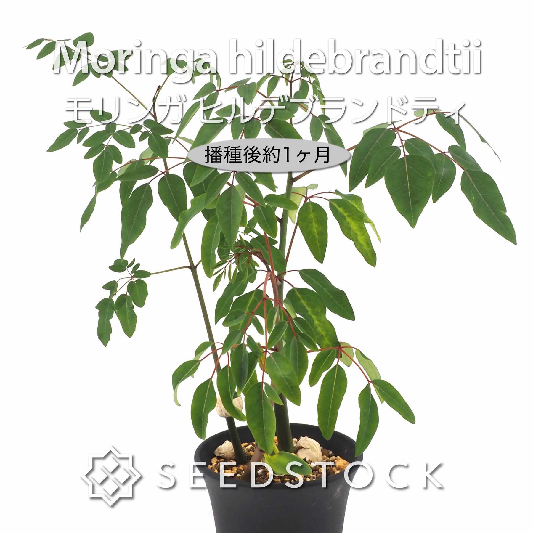 Moringa hildebrandtii