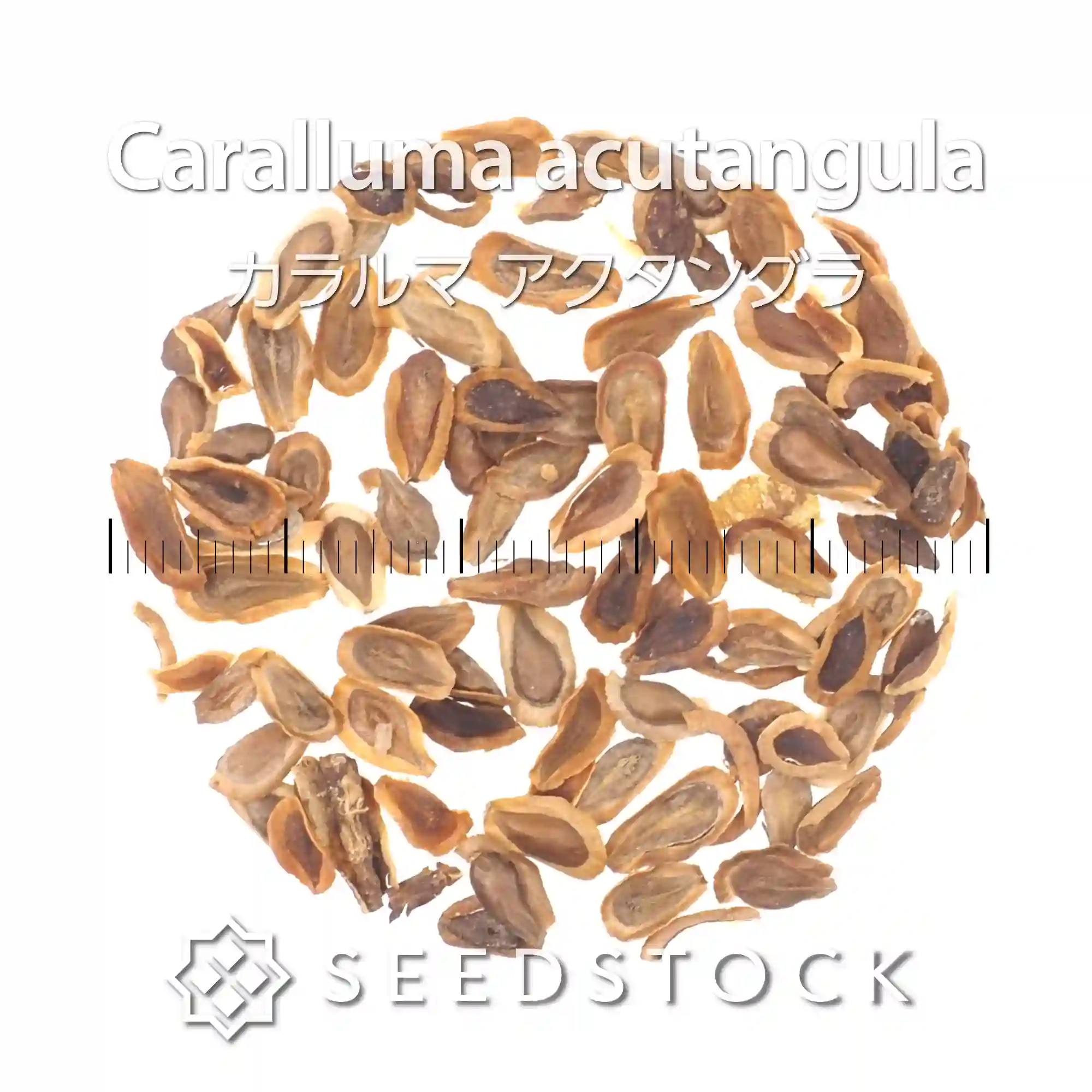 [種子] カラルマ アクタングラ Caralluma acutangula