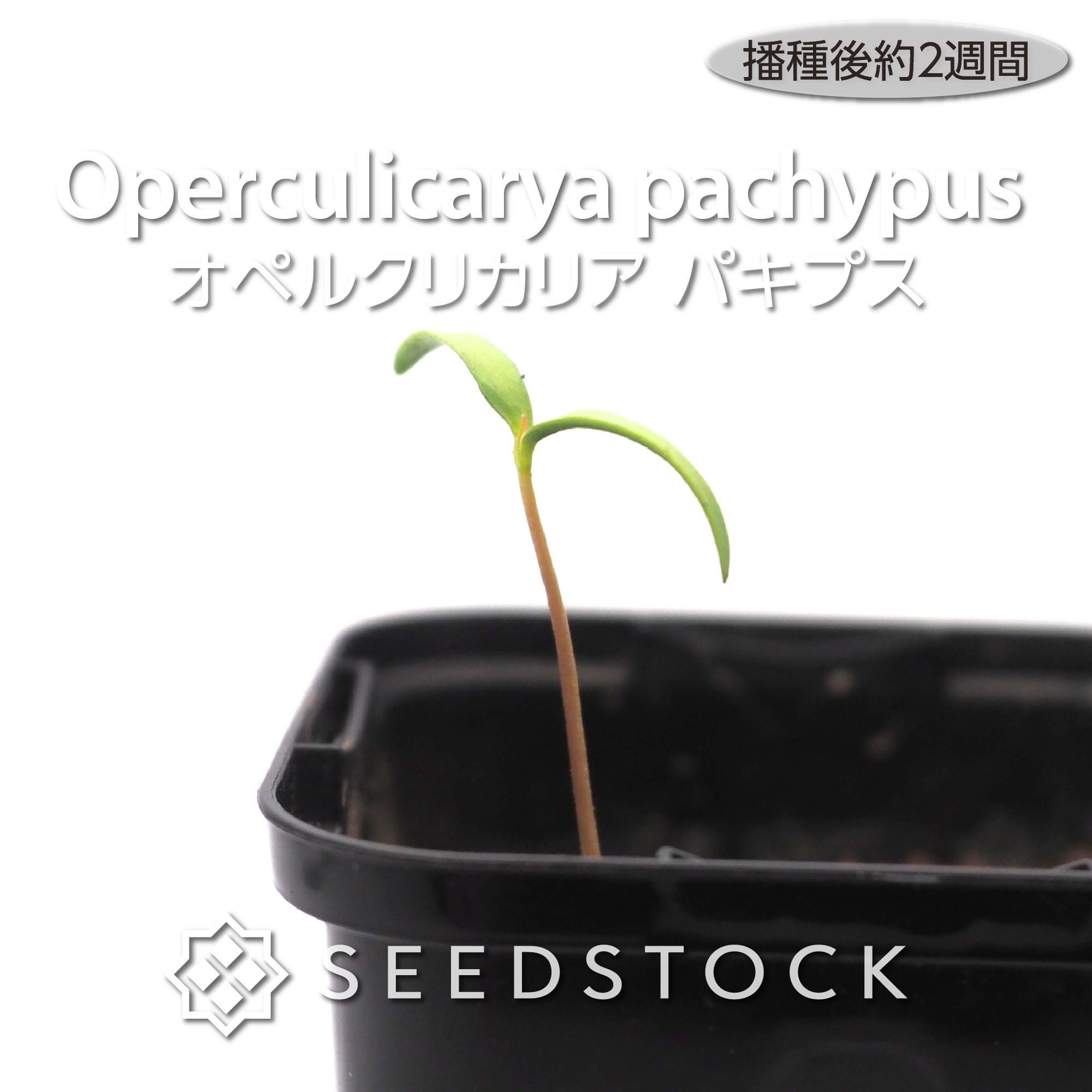 種子] オペルクリカリア パキプス Operculicarya pachypusの商品情報 - SEEDSTOCK