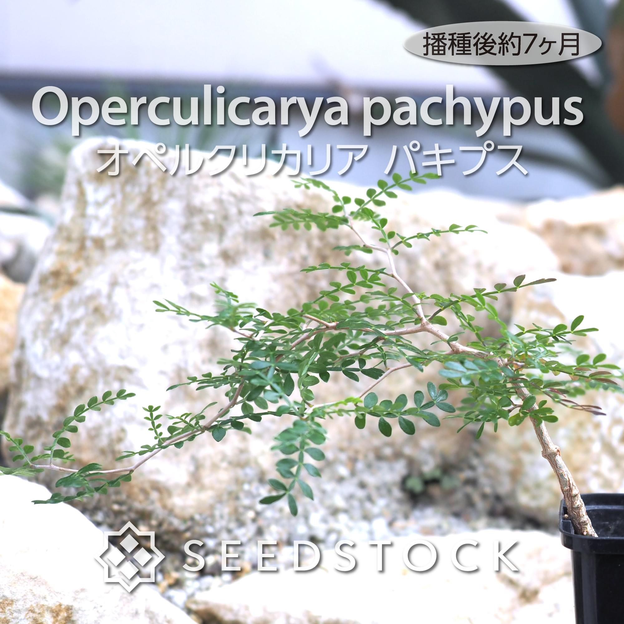 種子] オペルクリカリア パキプス Operculicarya pachypusの商品情報 - SEEDSTOCK