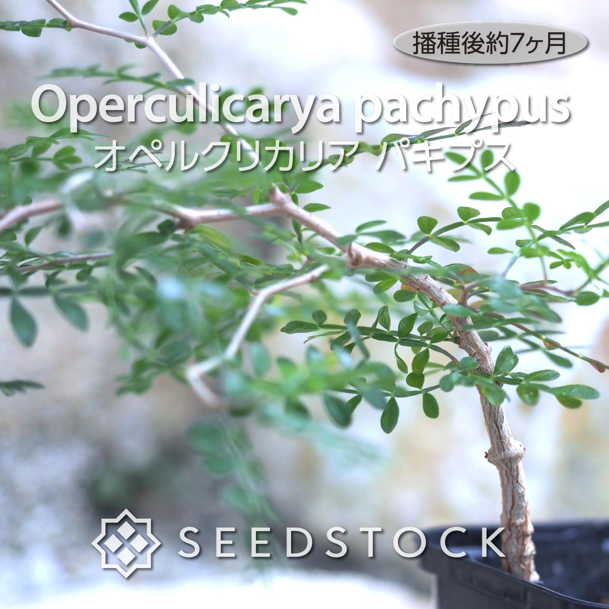 種子] オペルクリカリア パキプス Operculicarya pachypusの商品情報 - SEEDSTOCK