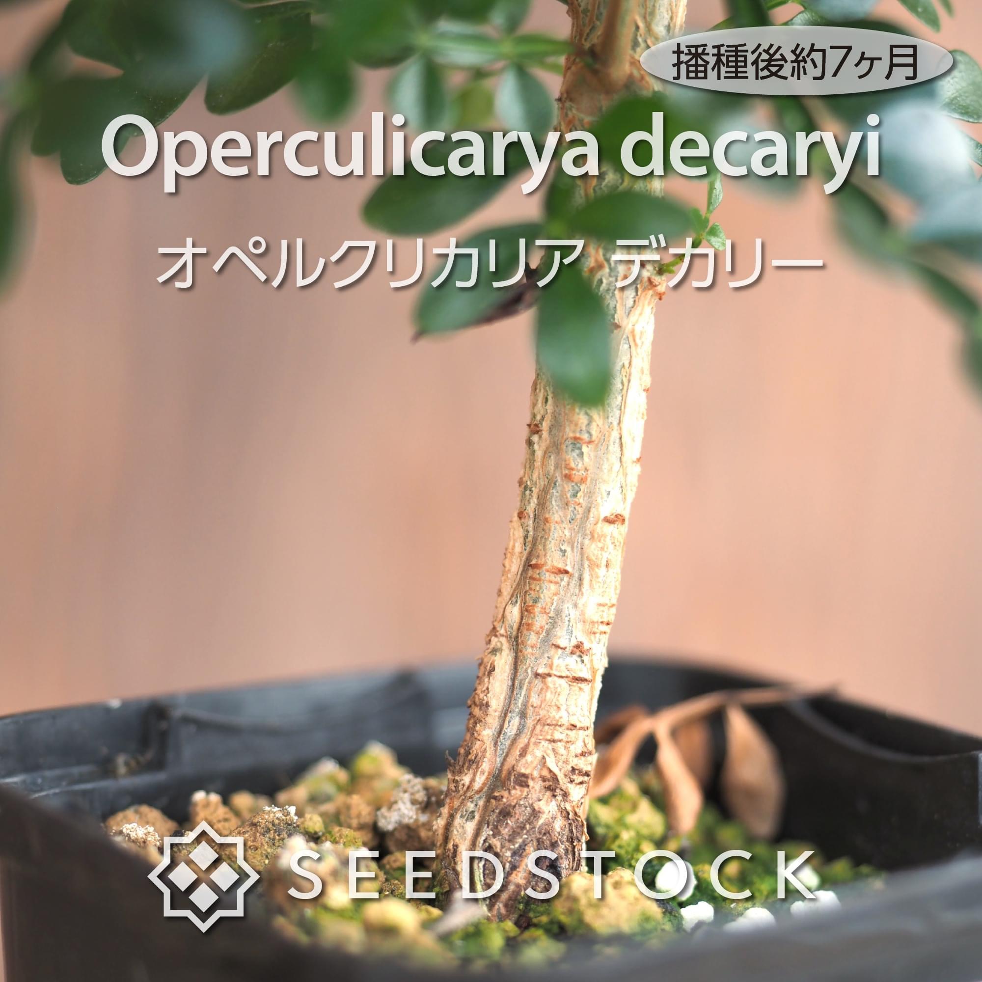 種子] オペルクリカリア デカリー Operculicarya decaryiの商品情報 - SEEDSTOCK