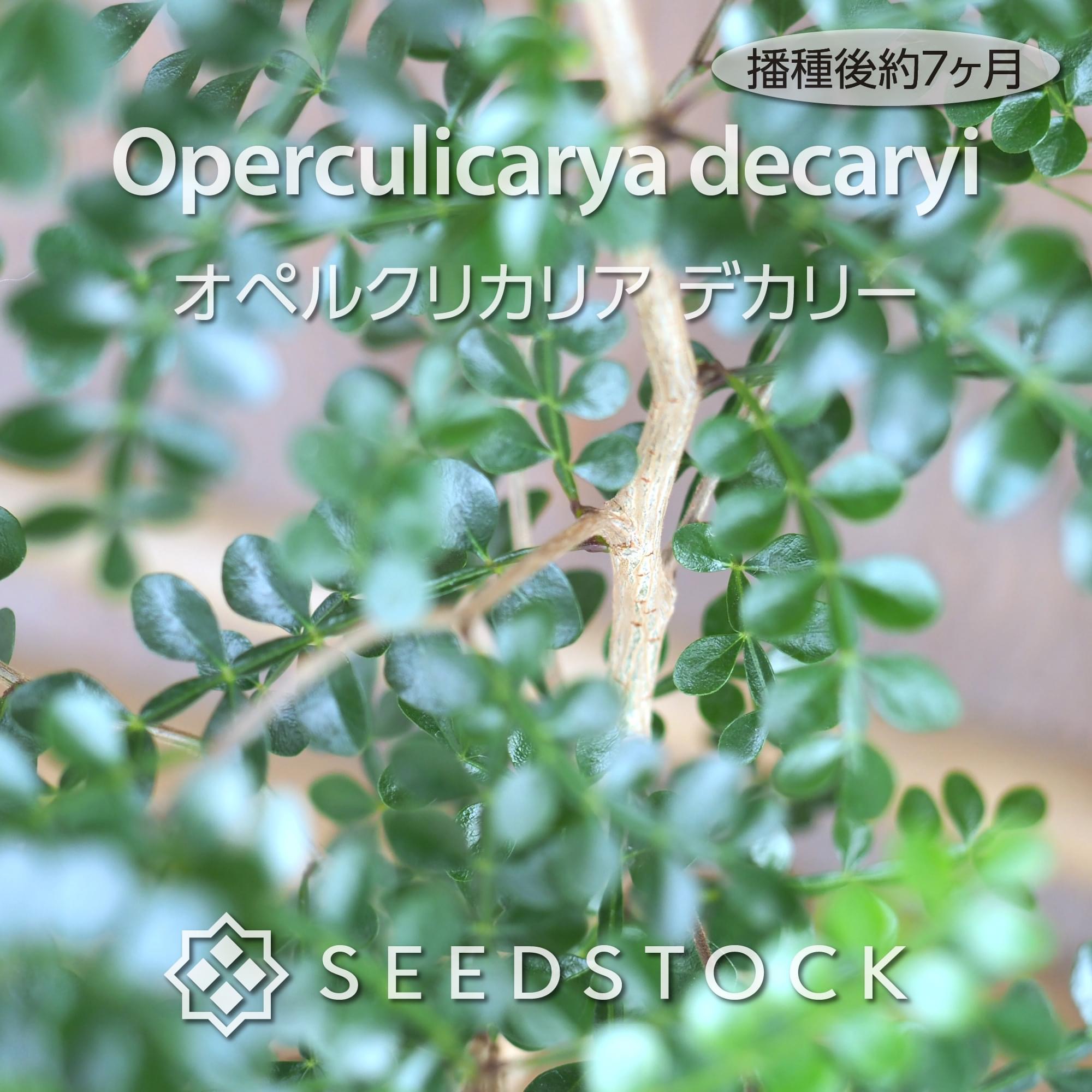 種子] オペルクリカリア デカリー Operculicarya decaryiの商品情報 - SEEDSTOCK