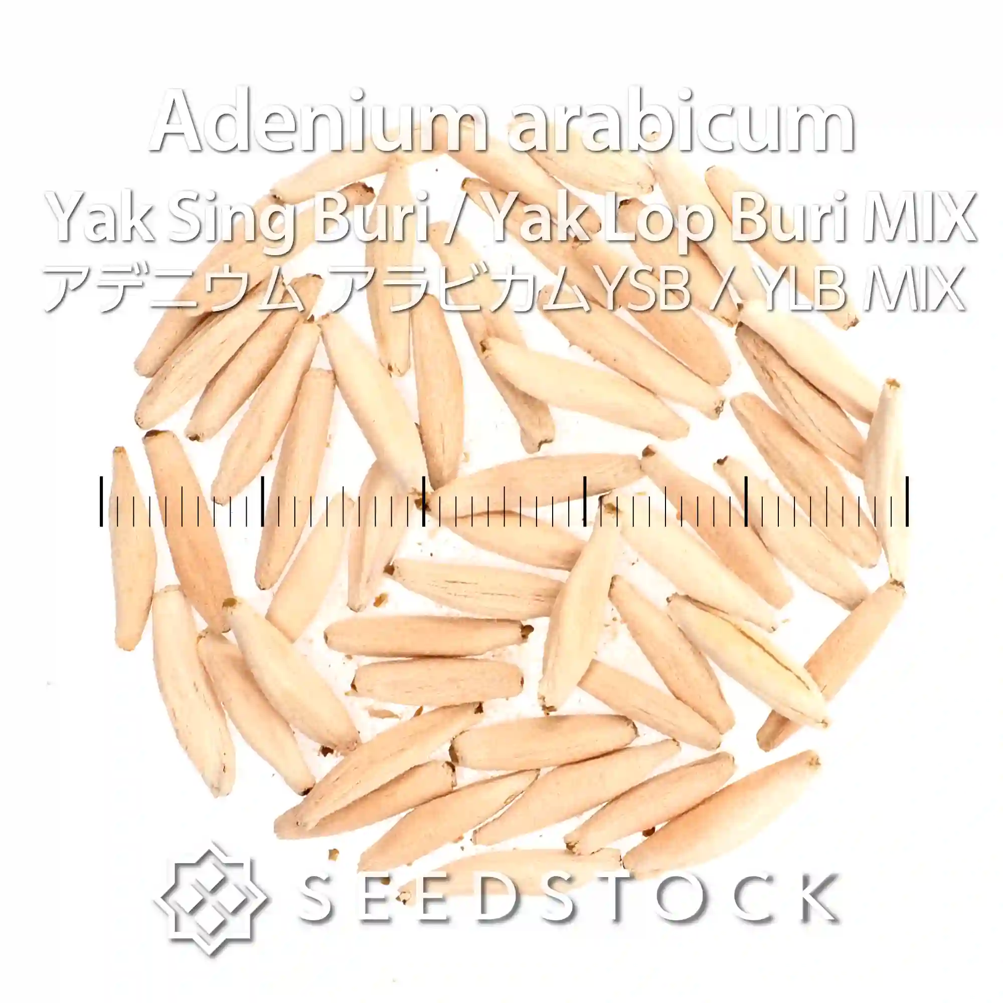 [種子] アデニウム アラビカムYSB / YLB MIX Adenium arabicum   Yak Sing Buri / Yak Lop Buri MIX
