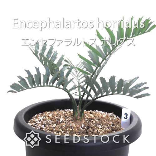 [輸入株] エンセファラルトス ホリダス Encephalartos horridus（3）