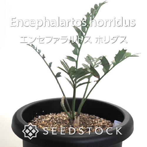 [輸入株] エンセファラルトス ホリダス Encephalartos horridus（6）