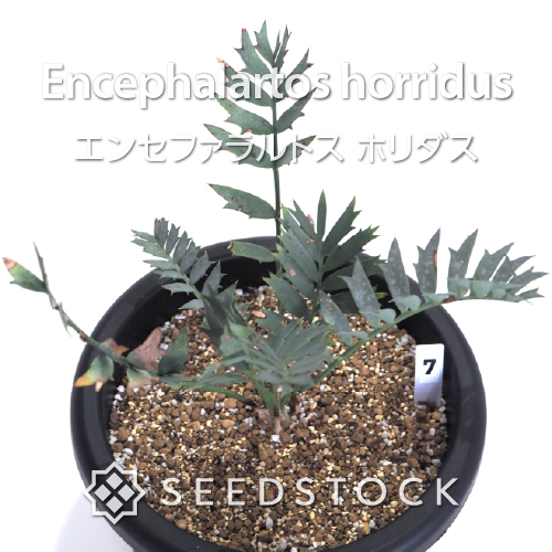 [輸入株] エンセファラルトス ホリダス Encephalartos horridus（7）