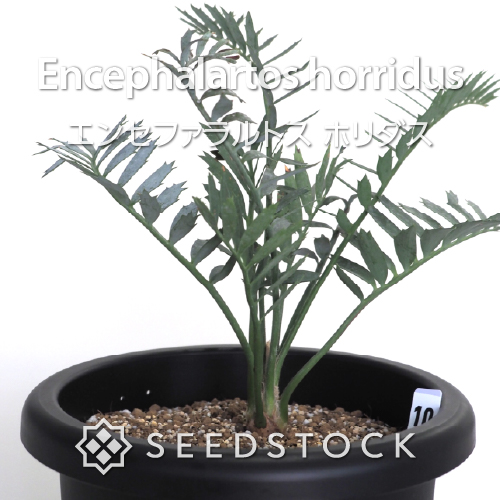 [輸入株] エンセファラルトス ホリダス Encephalartos horridus（10）
