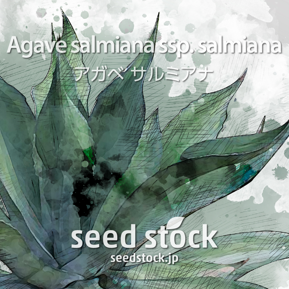 種子 アガベ サルミアナ Agave Salmiana Ssp Salmiana Seed Stock