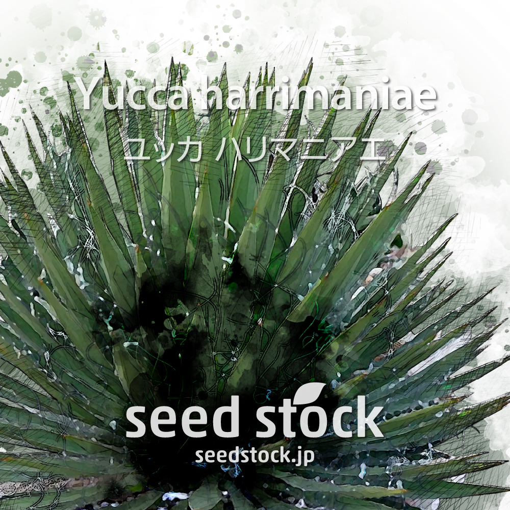 種子] ユッカ ハリマニアエ Yucca harrimaniae / seed stock