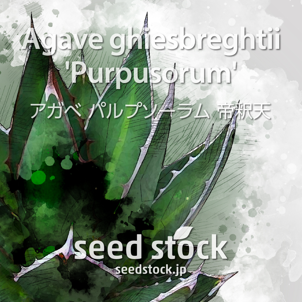 種子] アガベ パルプソーラム Agave ghiesbreghtii 'Purpusorum' / seed stock