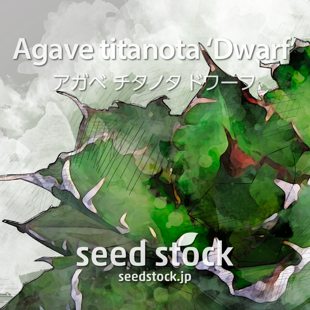 種子] アガベ チタノタ ドワーフ Agave titanota 'Dwarf'の商品情報 