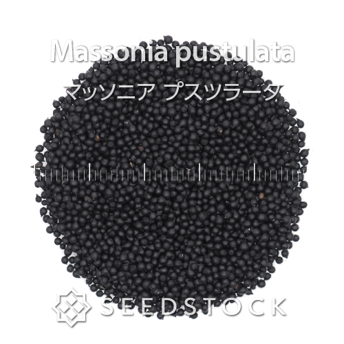 [種子] マッソニア プスツラータ Massonia pustulata