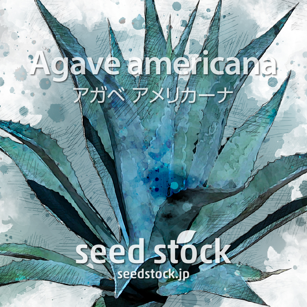種子] アガベ アメリカーナ Agave americana ssp. americana   seed stock