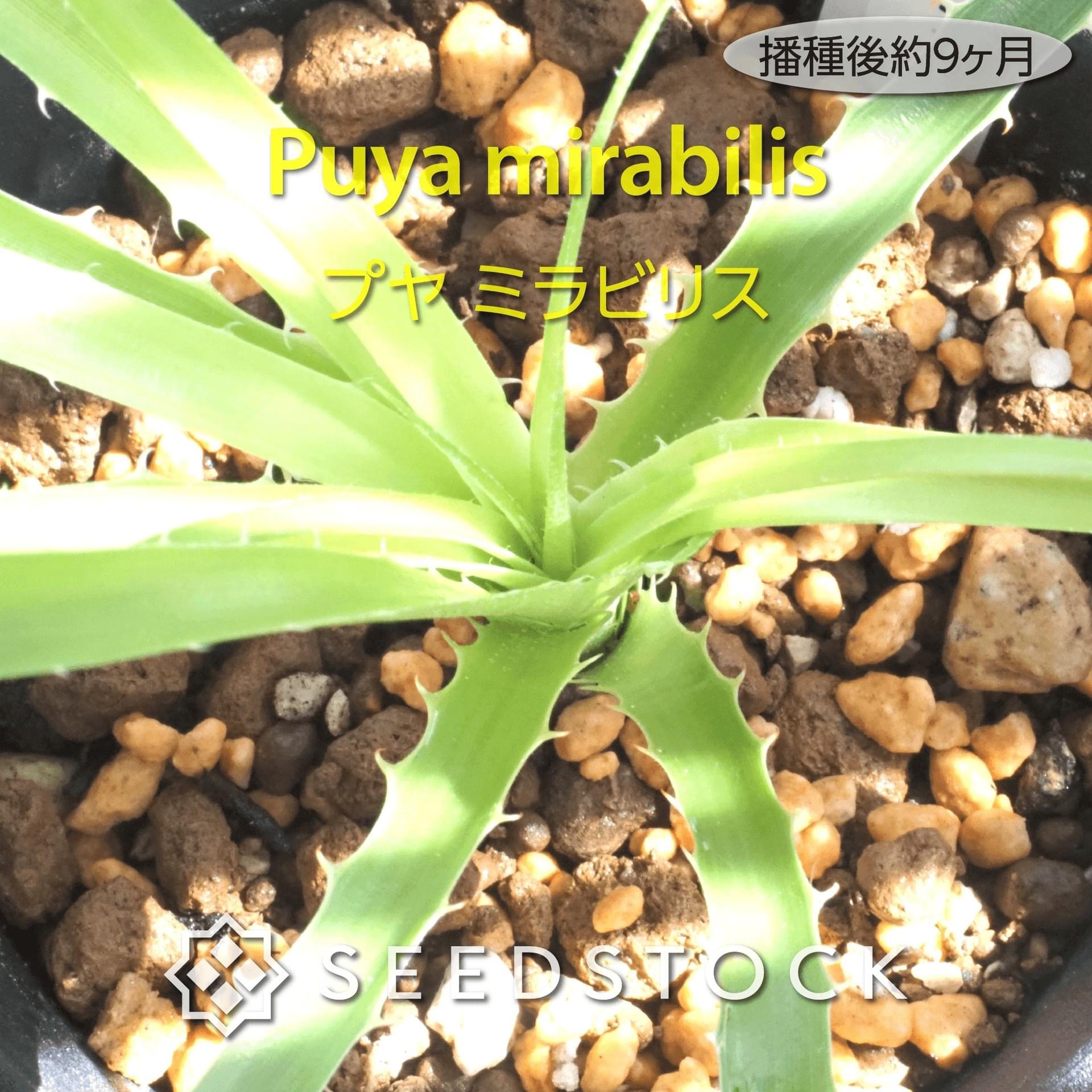 種子] プヤ ミラビリス Puya mirabilisの商品情報 - SEEDSTOCK