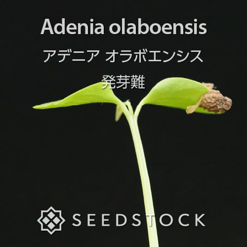 発芽チャレンジ] アデニア オラボエンシス Adenia olaboensis 発芽難の商品情報 - SEEDSTOCK