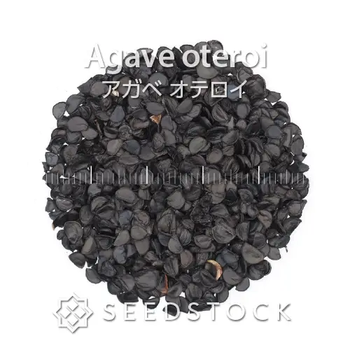 種子] アガベ オテロイ Agave oteroi Lot.2025J - SEEDSTOCK