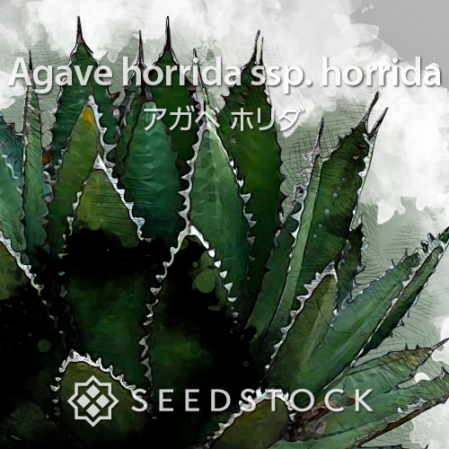 種子] アガベ ホリダ Agave horrida ssp. horridaの商品情報 - SEEDSTOCK