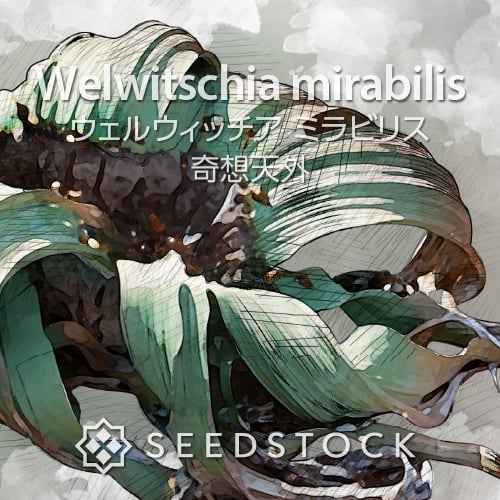 ウェルウィッチアの種 Welwitschia mirabilis 10粒-