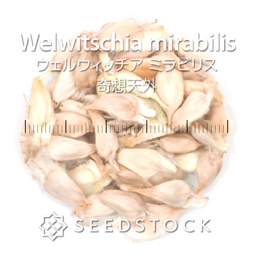 種子] ウェルウィッチア ミラビリス 奇想天外 Welwitschia mirabilisの