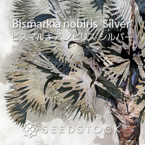種子]ビスマルキア ノビリス シルバー Bismarkia nobiris 'Silver'の