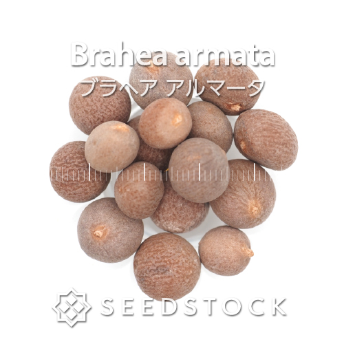 種子]Brahea armata ブラヘア アルマータの商品情報 - SEEDSTOCK