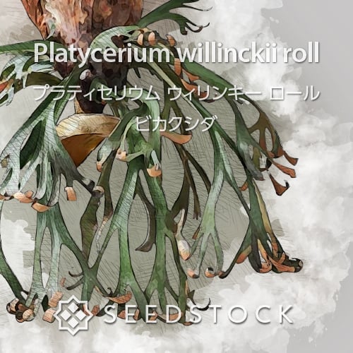 種子/胞子] ビカクシダ（プラティセリウム） ウィリンキー ロール Platycerium willinckii rollの商品情報 -  SEEDSTOCK