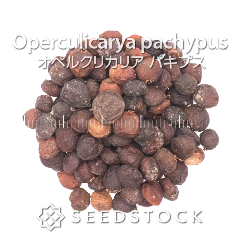 種子] オペルクリカリア パキプス Operculicarya pachypusの商品情報