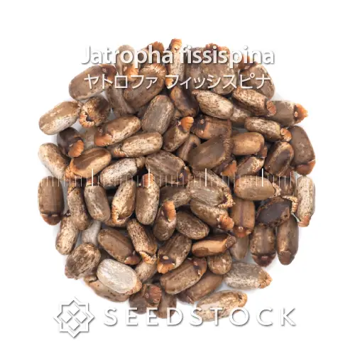 [種子] ヤトロファ フィッシスピナ Jatropha fissispina