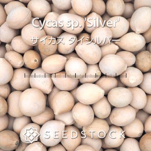 種子] サイカス タイシルバー Cycas sp. 'Silver'の商品情報 - SEEDSTOCK