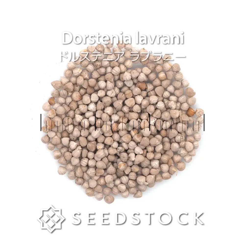 多肉植物・塊根植物・観葉植物 種子のお店 seedstock - SEEDSTOCK