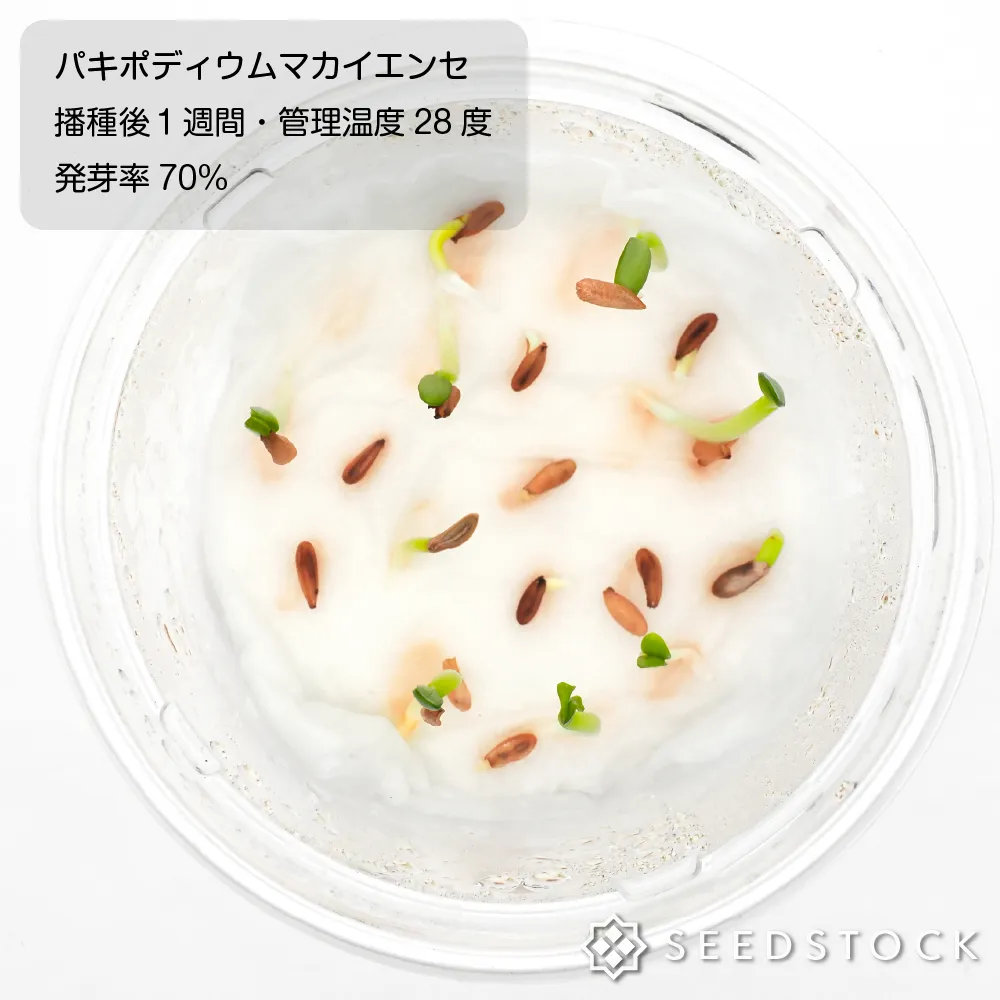 種子] パキポディウム マカイエンセ Pachypodium rosulatum ssp