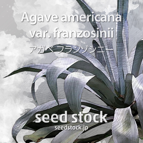 種子] アガベ フランゾシニー Agave americana var. franzosiniiの商品
