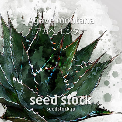 [種子] アガベ モンタナ Agave montanaの商品情報