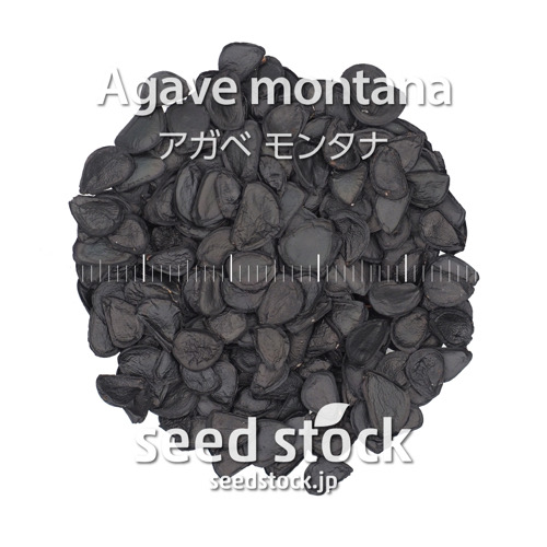 種子] アガベ モンタナ Agave montanaの商品情報 - SEEDSTOCK