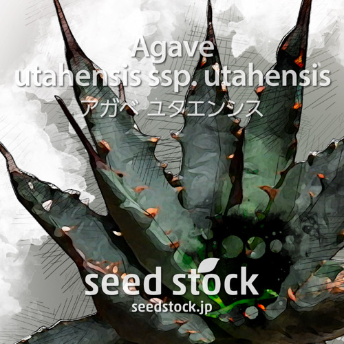 種子] アガベ エボリスピナ Agave utahensis var. eborispinaの商品