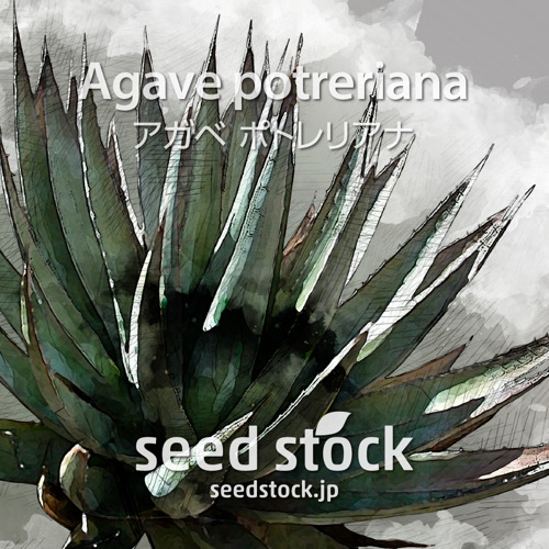 の商品一覧 - seed stock