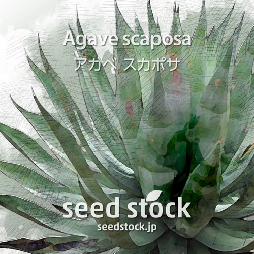 種子] アガベ スカポサ Agave scaposaの商品情報 - SEEDSTOCK
